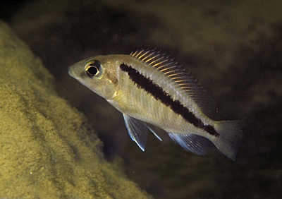 Mylochromis sp. 'lateristriga nkhata' Nkhata Bay